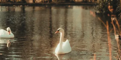 Staunton Country Park