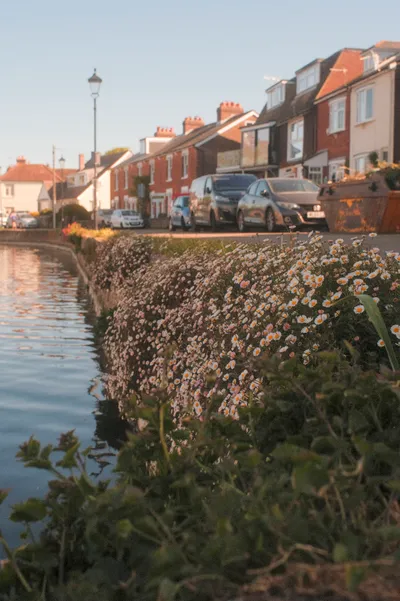 Emsworth walkabout. Bumped into Gordon the Swan Man again this morning. He was carrying a swan with a broken wing. (Swan was in a bad state, bone sticking out etc so no photo)