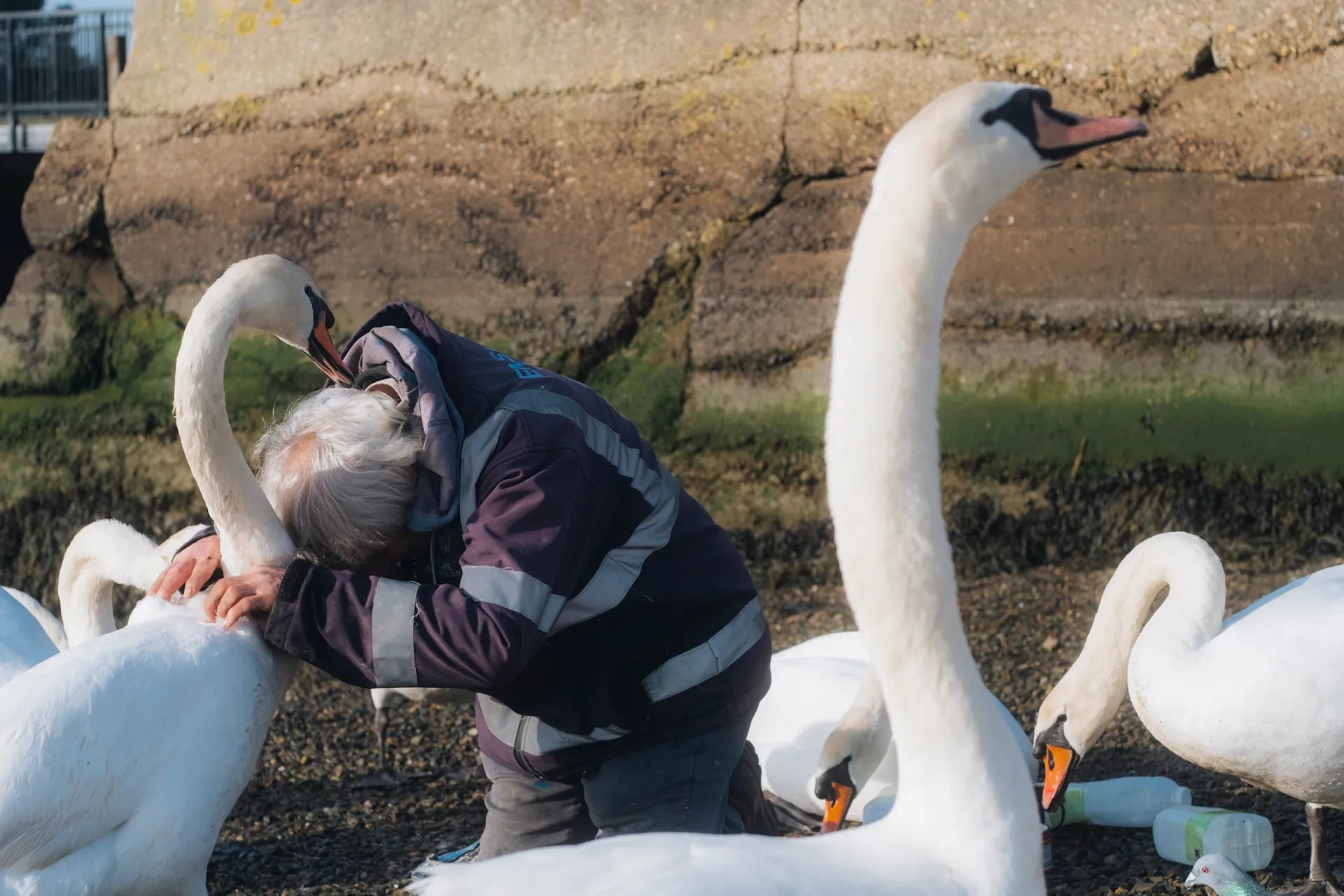 The Emsworth Swan Man