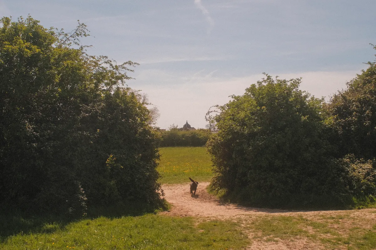 One of those days when you come home happy with what you shot. Went down to Langstone feeling unmotivated, got chatting to a local and he showed me a path which I had missed. Led me into this gorgeous meadow — 7 of 7