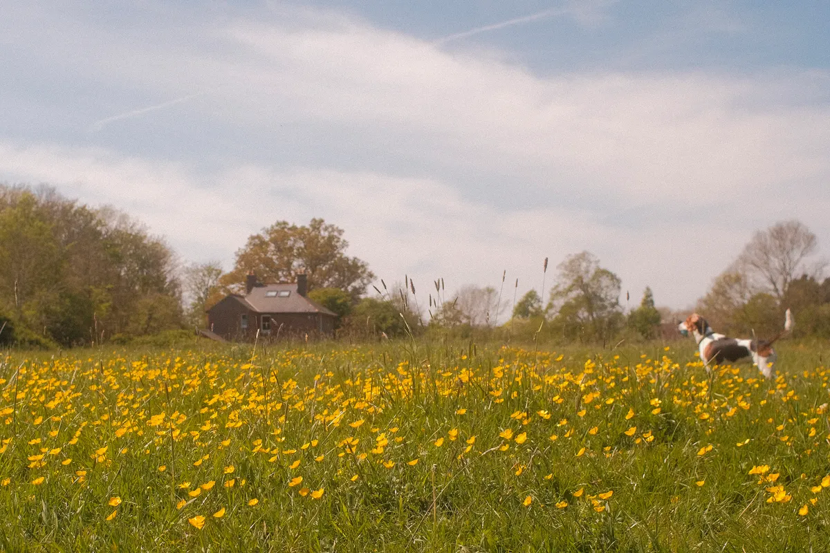 One of those days when you come home happy with what you shot. Went down to Langstone feeling unmotivated, got chatting to a local and he showed me a path which I had missed. Led me into this gorgeous meadow — 1 of 7