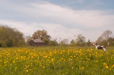 One of those days when you come home happy with what you shot. Went down to Langstone feeling unmotivated, got chatting to a local and he showed me a path which I had missed. Led me into this gorgeous meadow