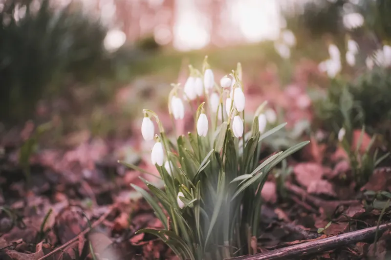 Snowdrops