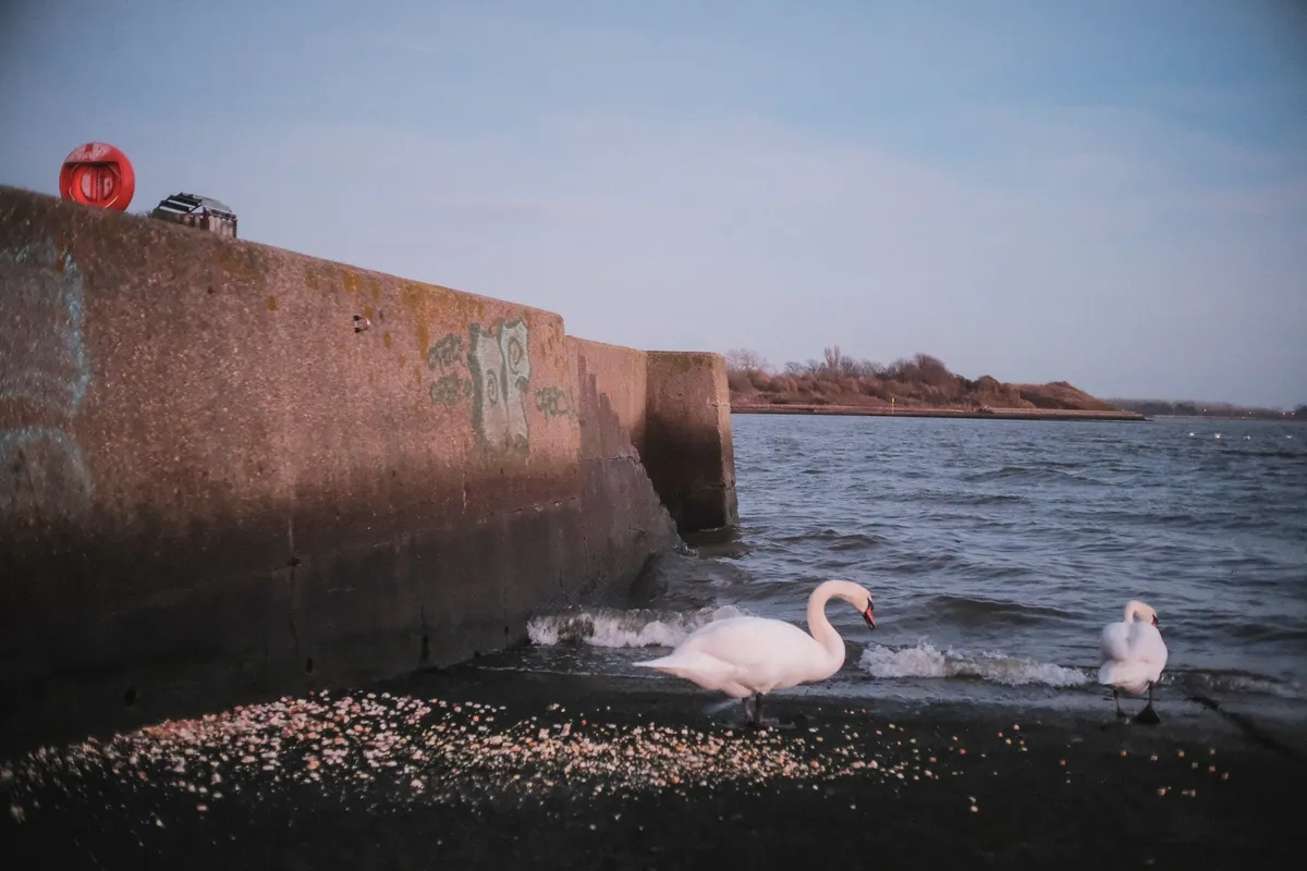 Swan food