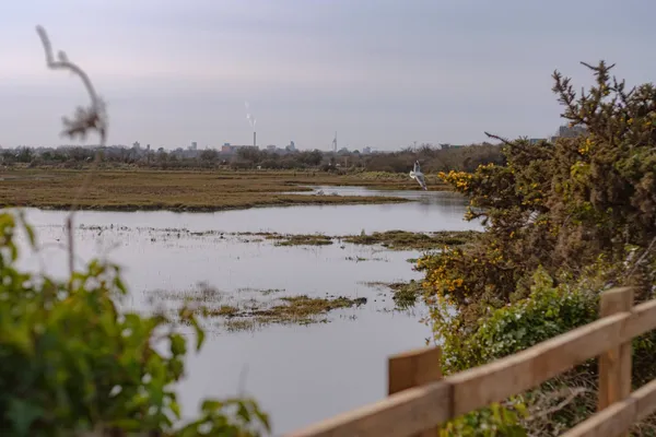 Farlington Marshes