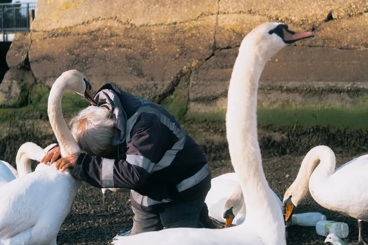 The Emsworth Swan Man