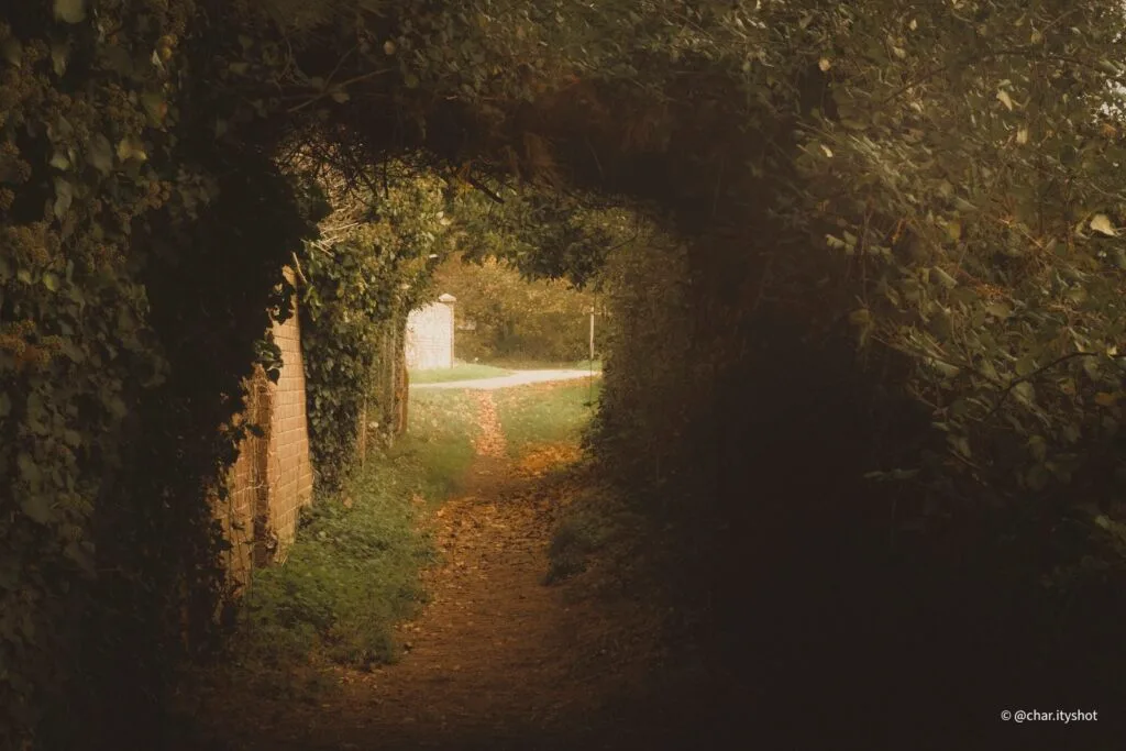 Nature reclaiming urban space along hidden Havant path