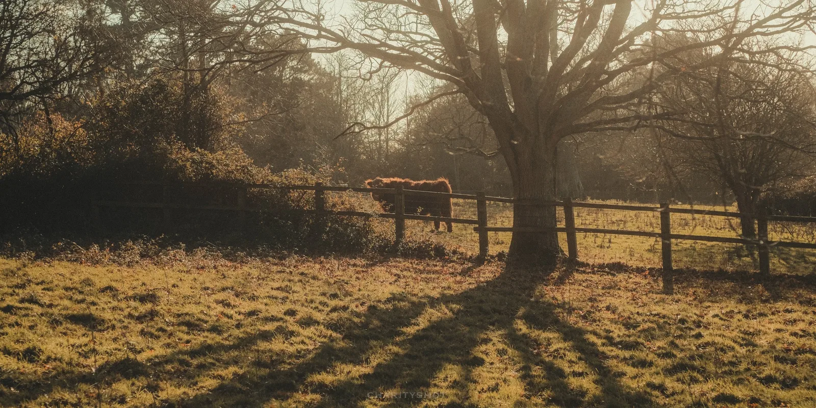 Goats at Staunton Country Park farm area