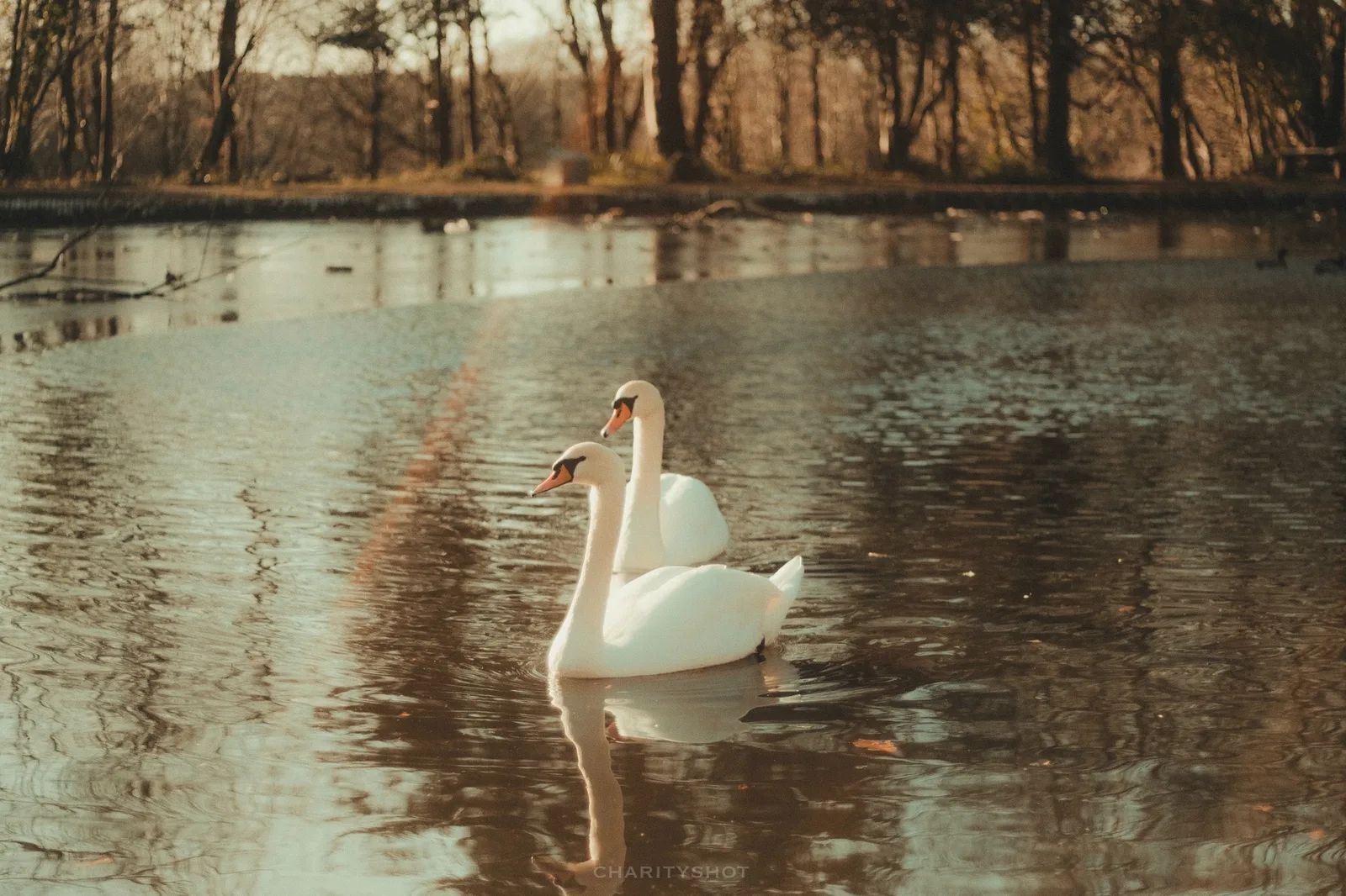 Winter scene at Staunton Country Park with frozen water