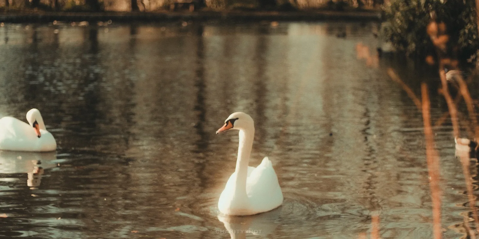 Swan on frozen lake at Staunton Country Park in winter light