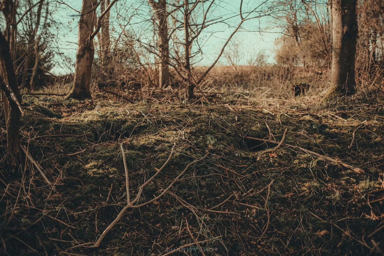 Woodland path near Broadmarsh sheltered from coastal wind