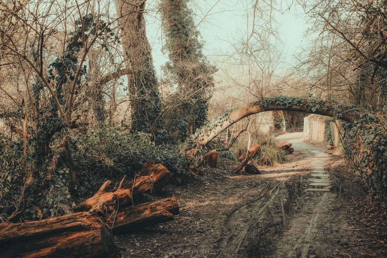Fallen tree forming natural arch between Havant and Bidbury
