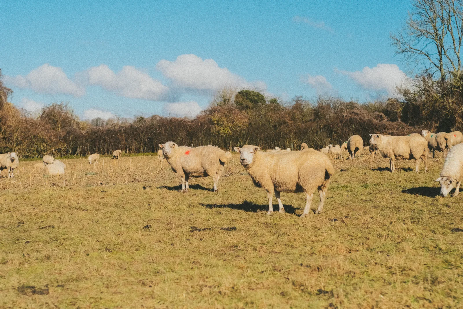 St Hubert's Church exterior details