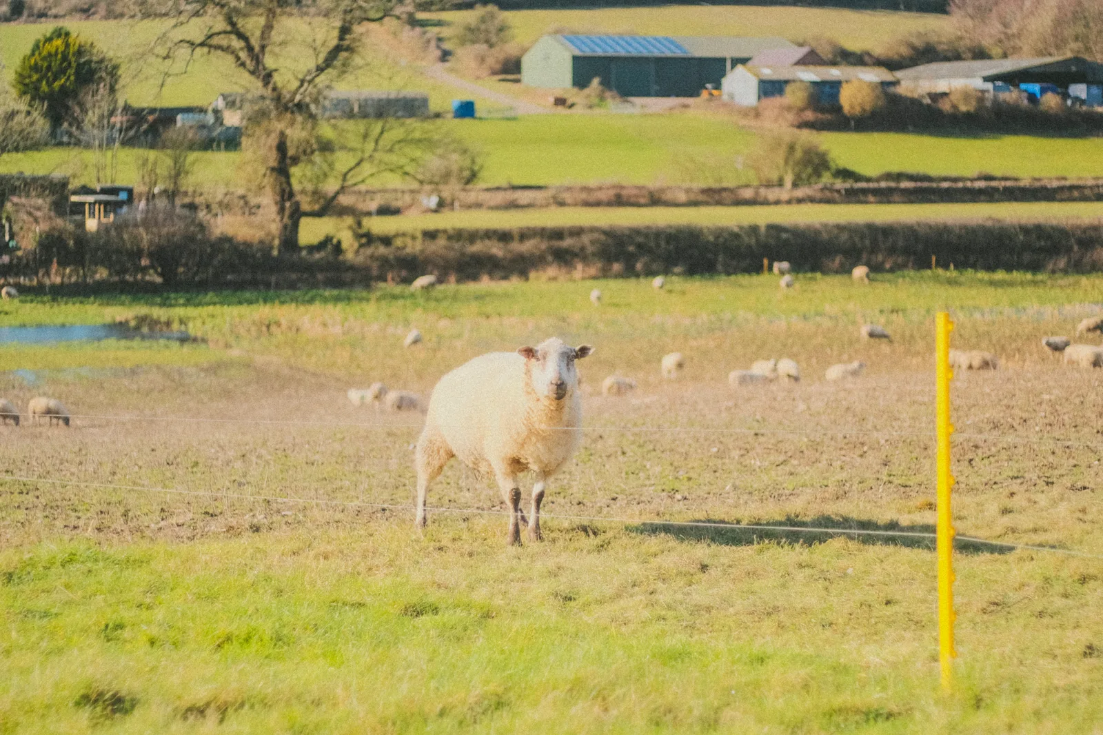 St Hubert's Church surrounded by fields