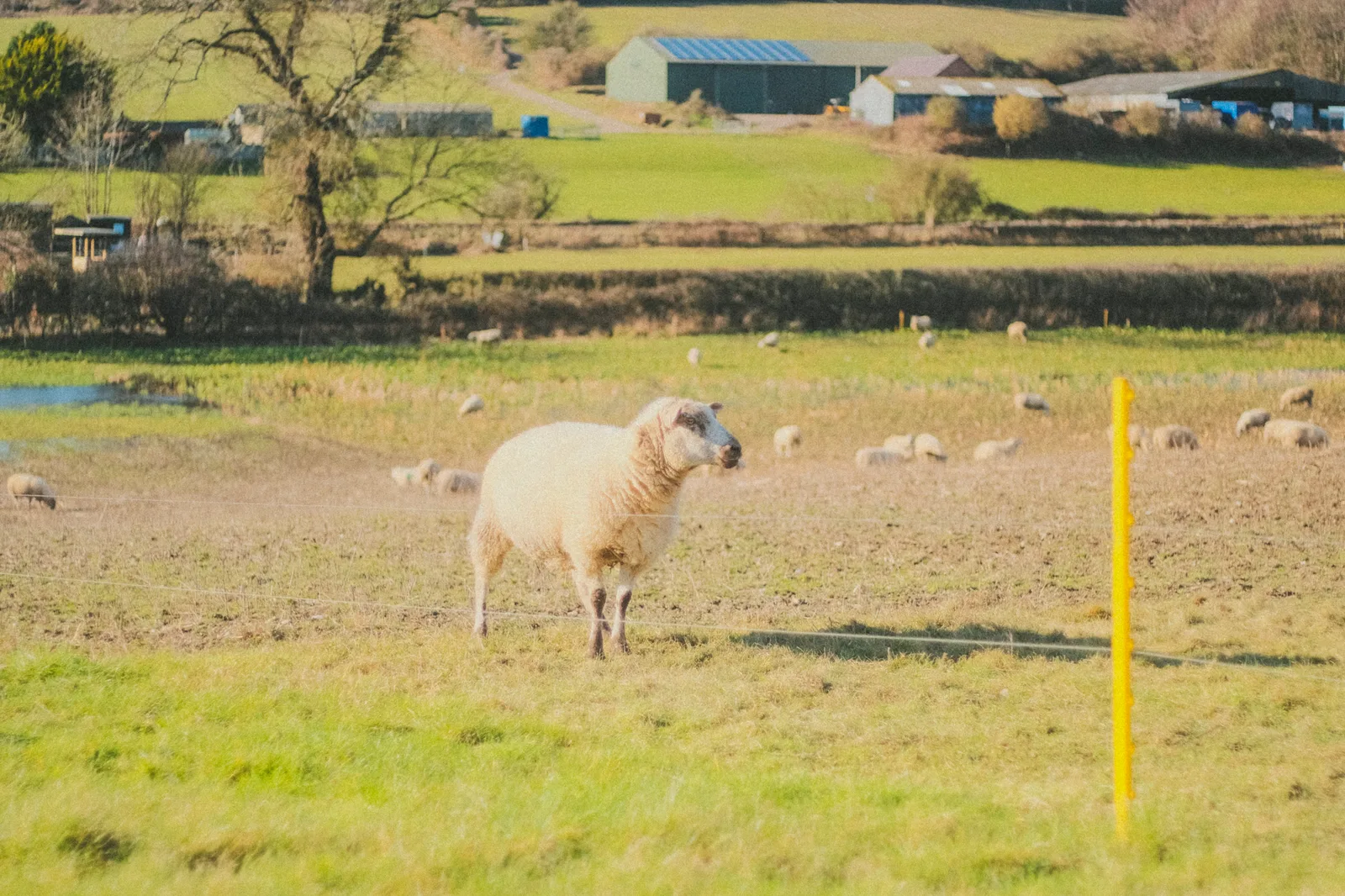 Sheep grazing near St Hubert's Church
