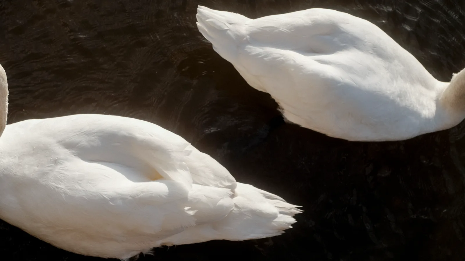 Two white swans resting on dark water in Emsworth Harbour