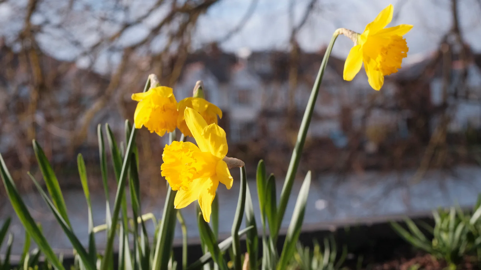 Bright yellow daffodils blooming along Emsworth waterfront